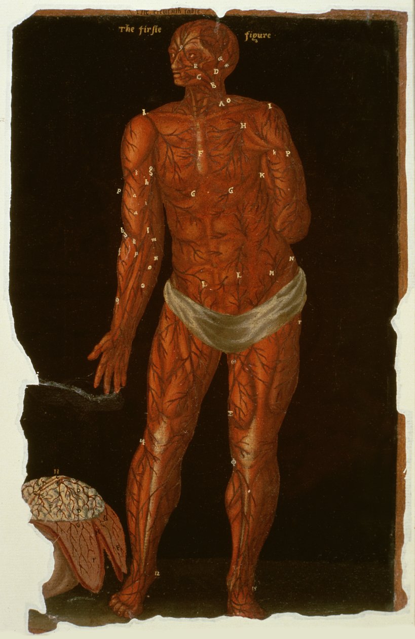 Ms Hunter 364 Tafel XI Dissectie, uit Anatomische Tafels, door John Banister door English School