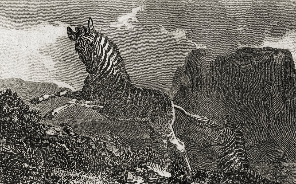 Quagga door English School