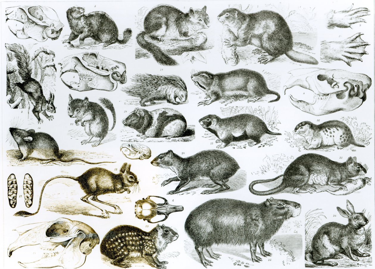 Rodentia-Knaagdieren of knaagdieren door English School