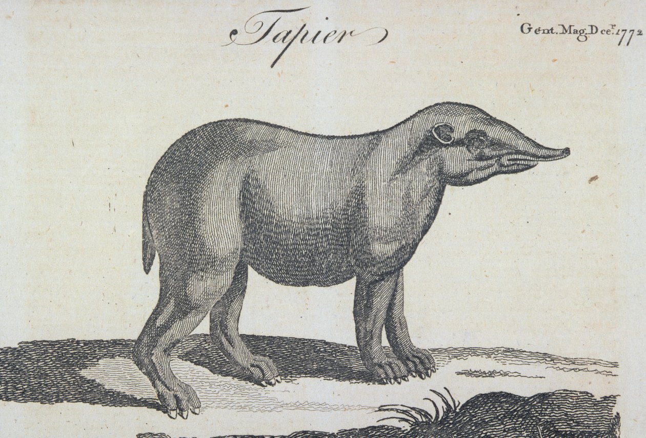 Tapir, uit 