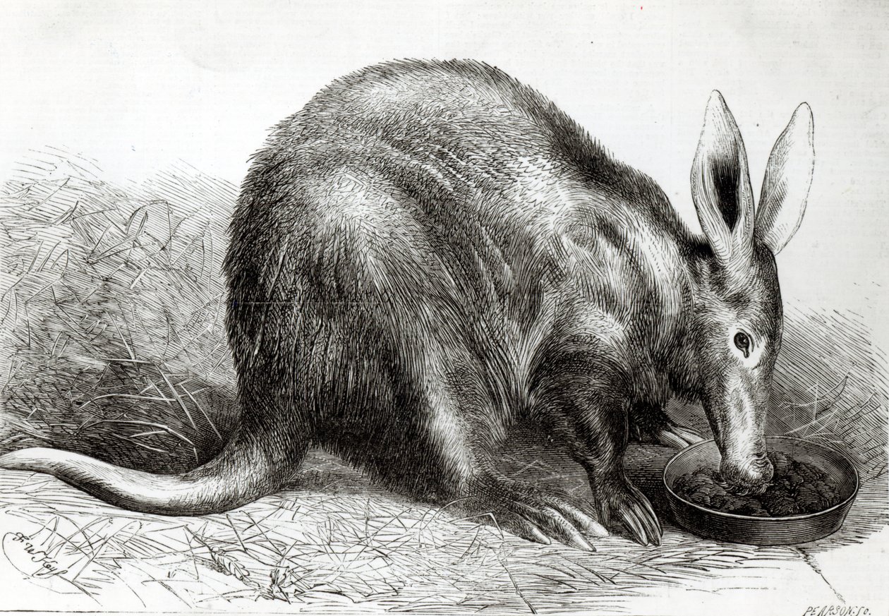 De Kaapse miereneter in de tuinen van de Zoological Society, Regents Park, uit 