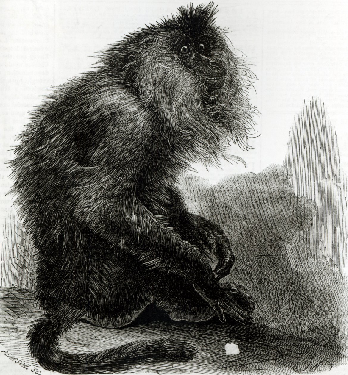 De Indiase Waderoo-aap (Silenus Veter) gegraveerd door Pearson door English School