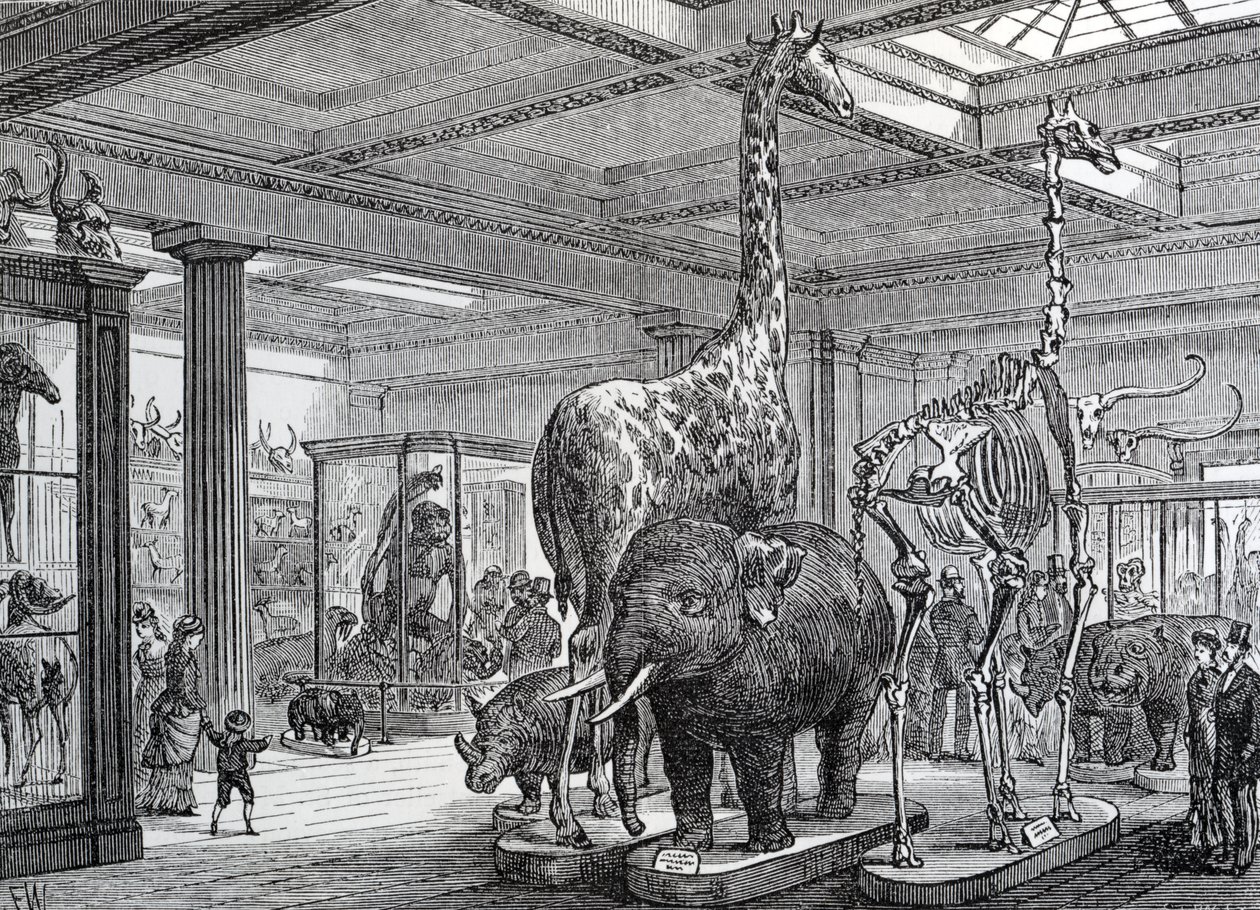 De zoogdierenzaal, illustratie uit 