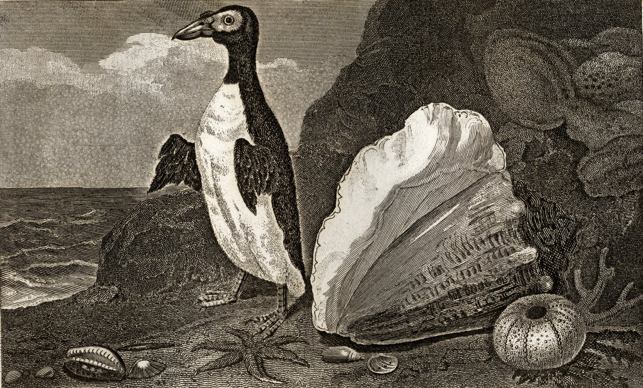 De pinguïn met de schelp en andere schelpen en sponzen door English School