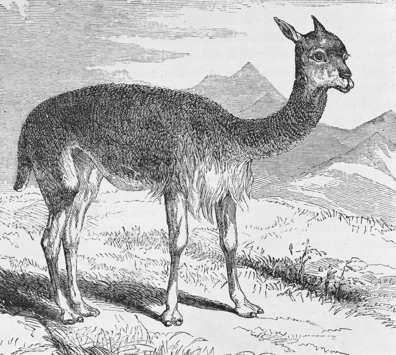 De Vicuna bij de Rio de Azufre, uit 