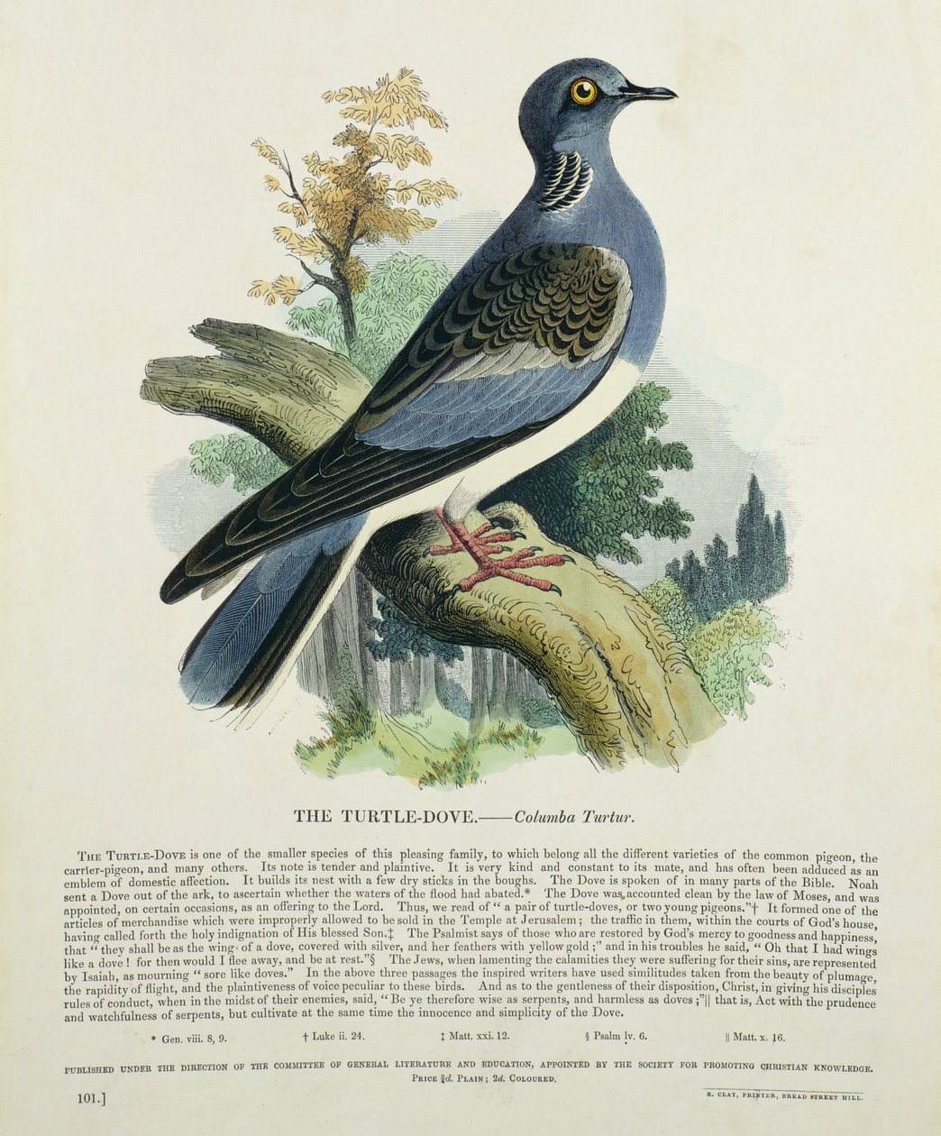 Tortelduif (Columba Turur) door English School