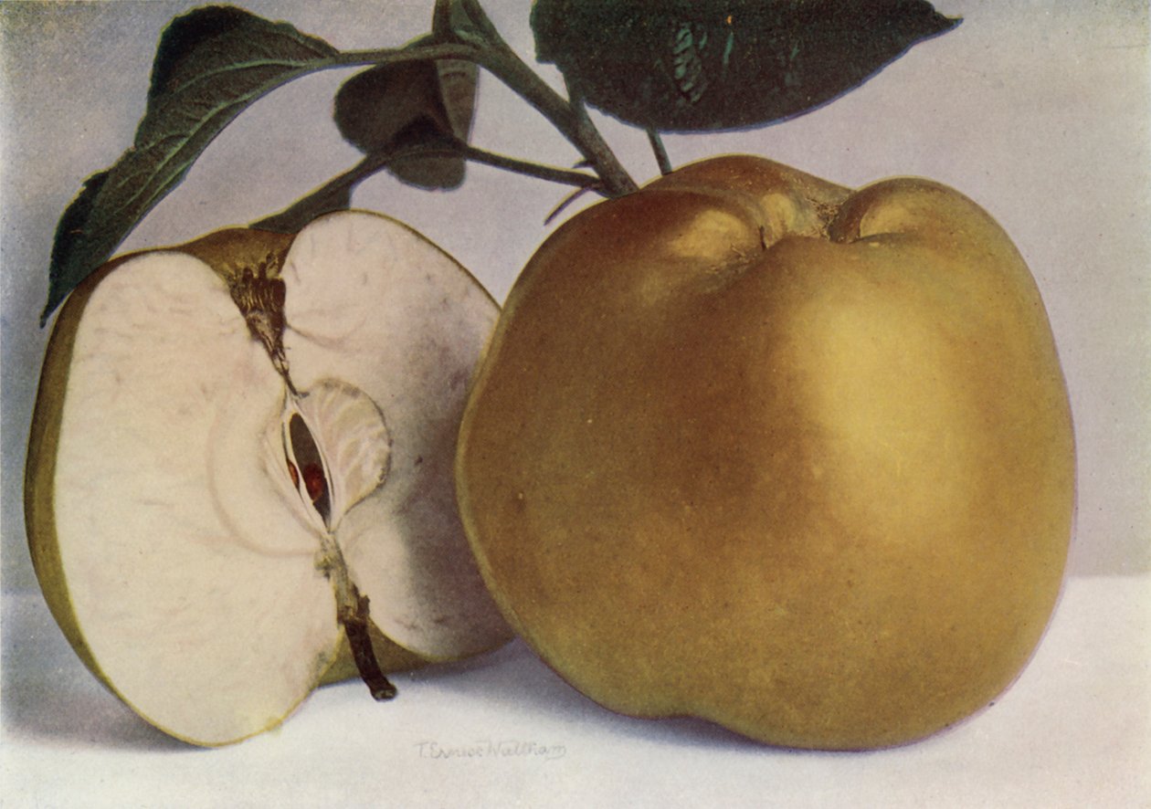 Apple, Lord Derby (kleurenfoto) door English Photographer
