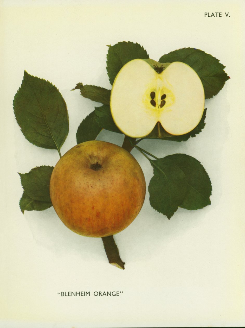 Appels van Engeland: Blenheim Orange (kleurenfoto) door English Photographer
