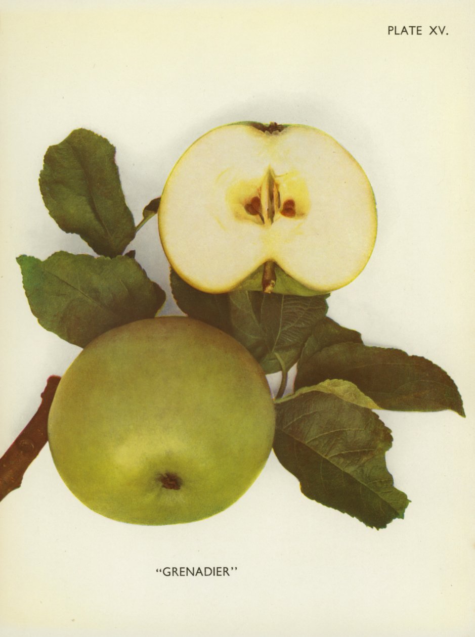 Appels van Engeland: Grenadier (kleurenfoto) door English Photographer