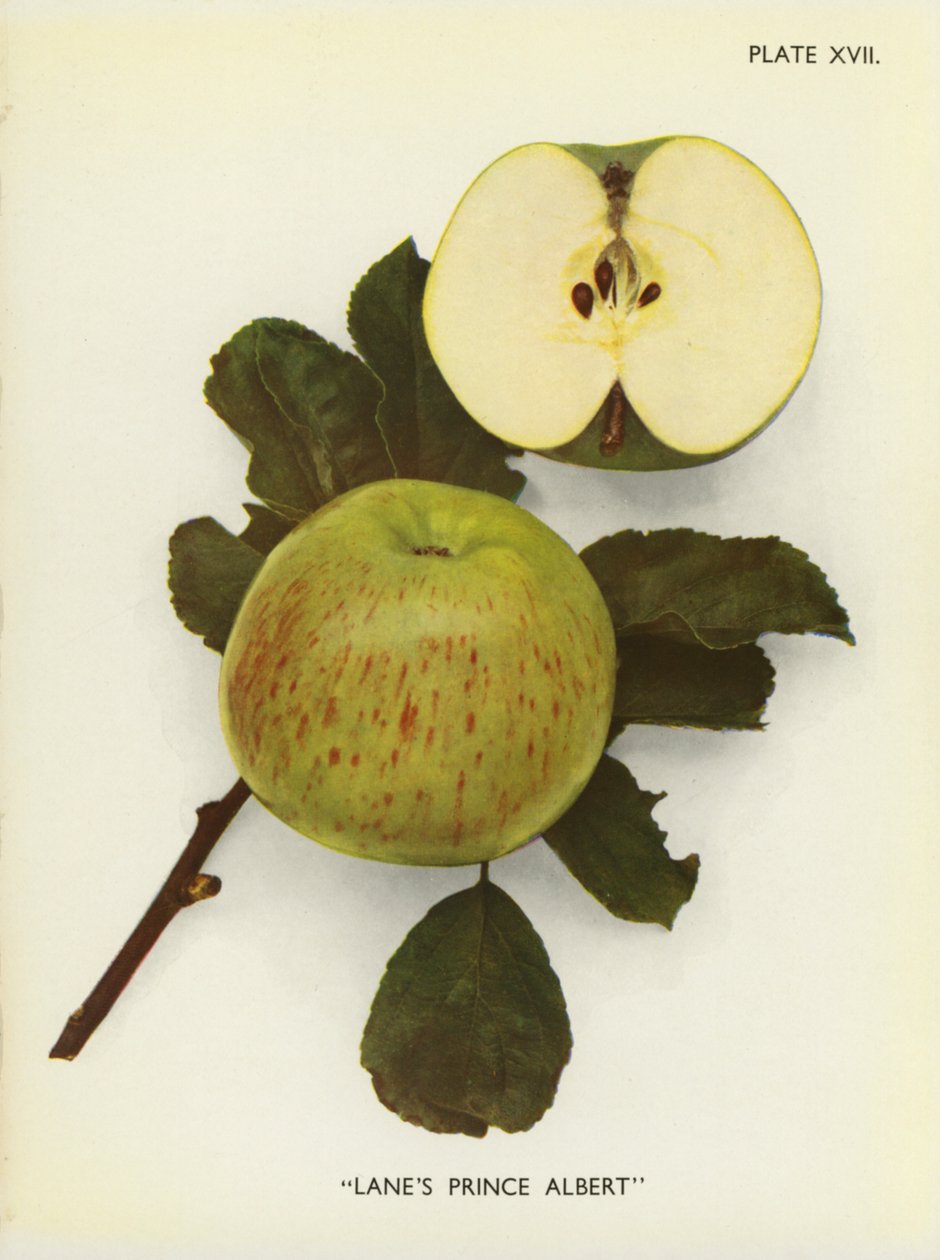 Appels van Engeland: Lane