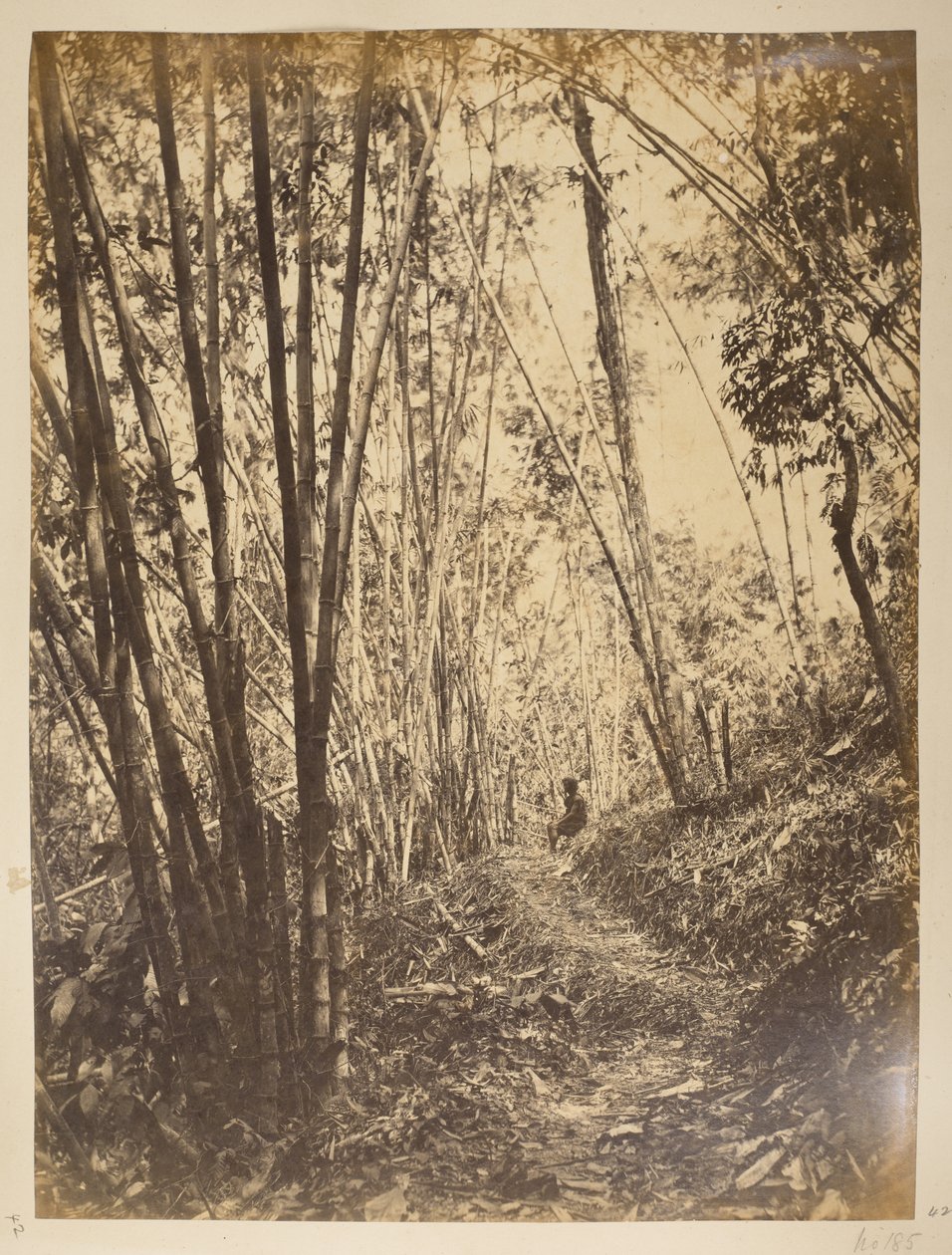 Bamboebos op de Teesta. Uitzichten van Darjeeling. 1870