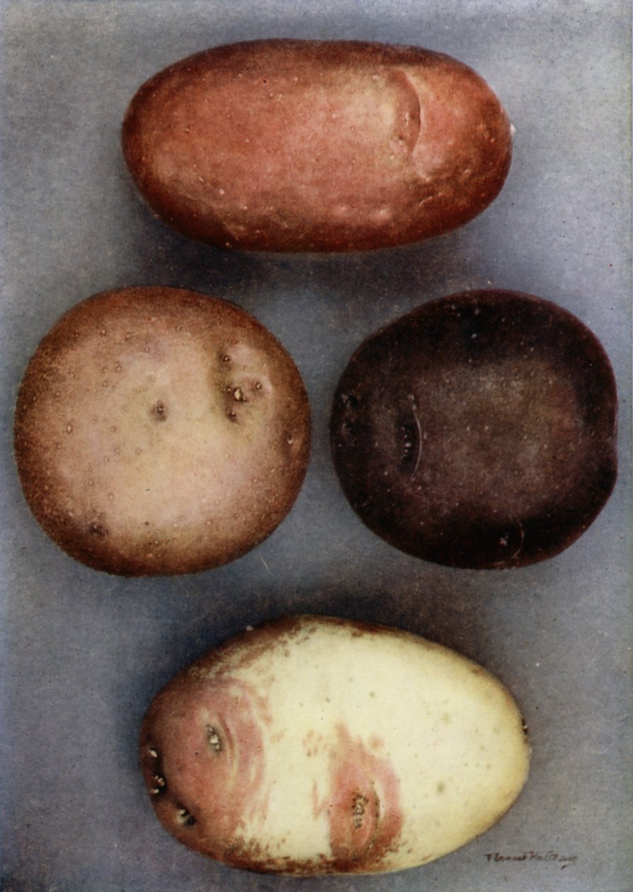 Gekleurde aardappelen (kleurenfoto) door English Photographer