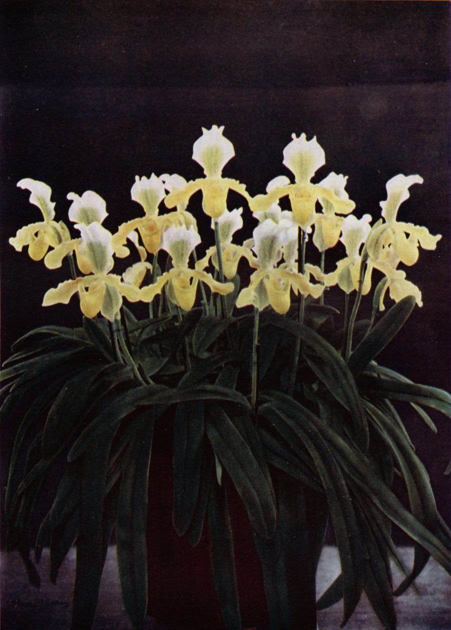 Cypripedium Insigne Sanderae (kleurenfoto) door English Photographer