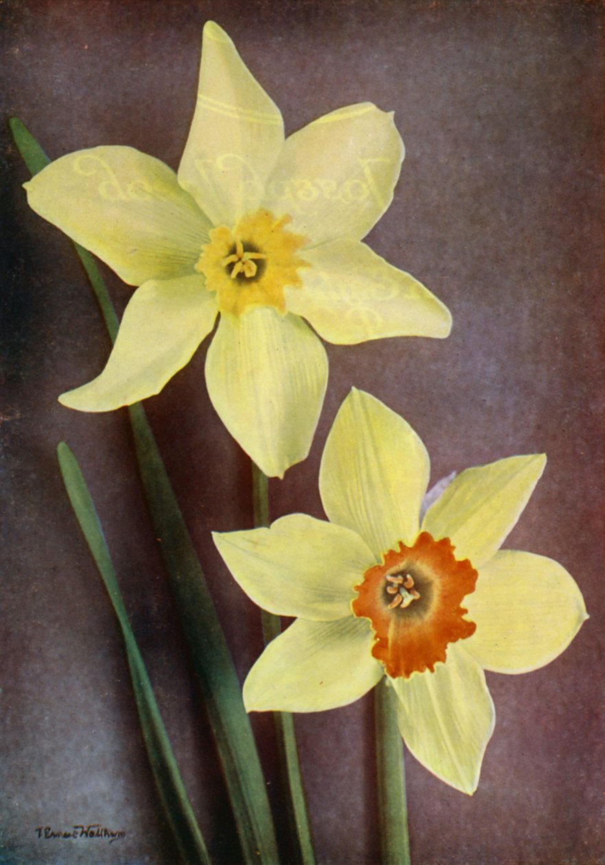 Narcis (kleurenfoto) door English Photographer
