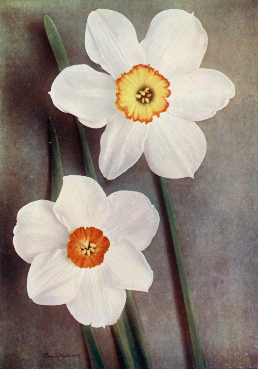 Narcis (kleurenfoto) door English Photographer