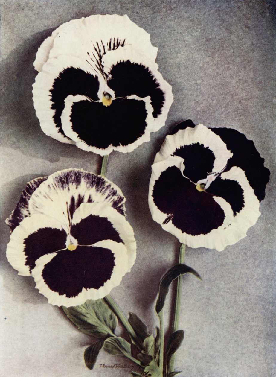 Fancy Pansies, Miss Neil, Mrs J Stewart en Margaret Fife (kleurenfoto) door English Photographer
