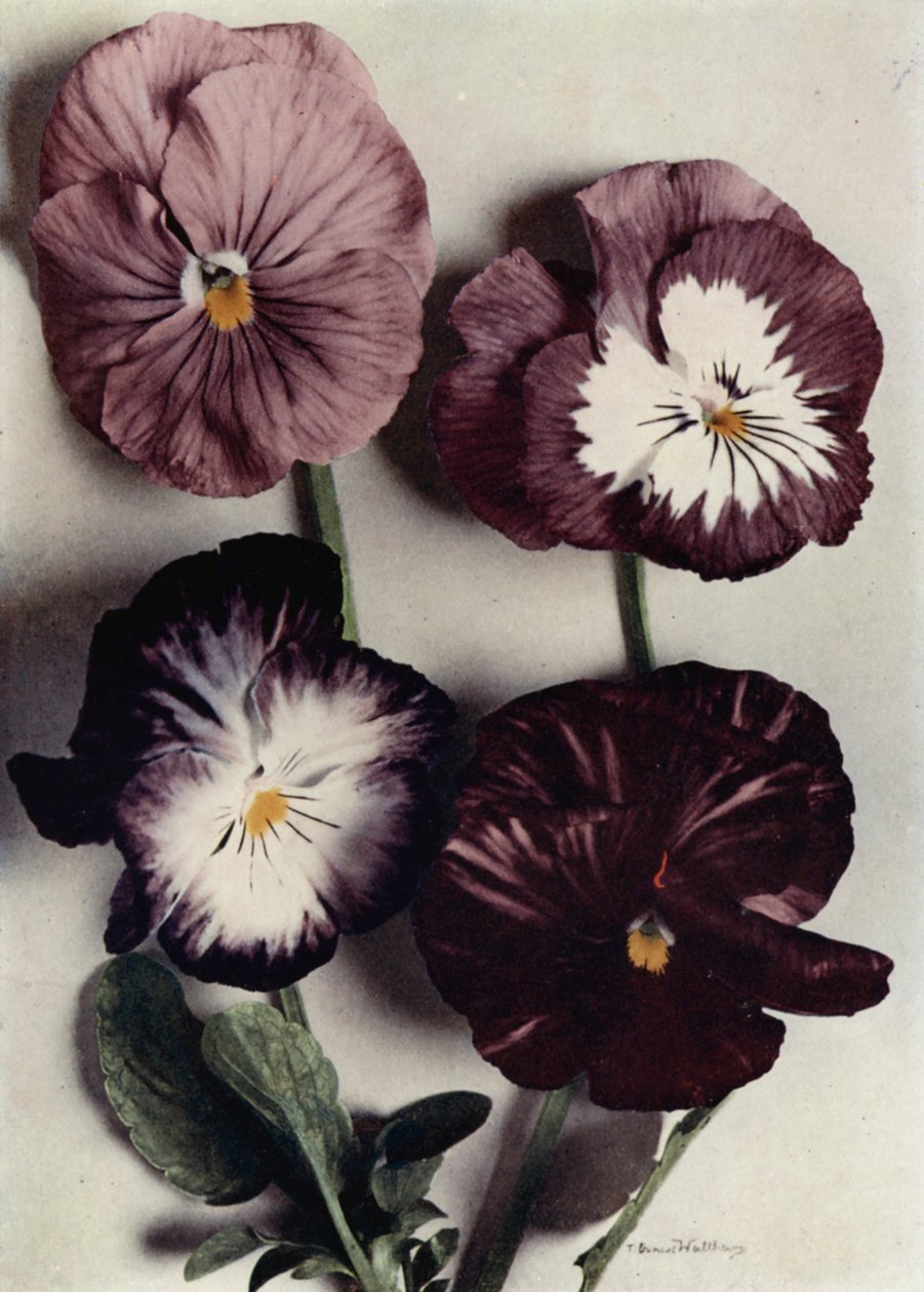 Fancy Violas, Louie Granger, Mrs Chichester, Kate Houston en Duke of Argyle (kleurenfoto) door English Photographer