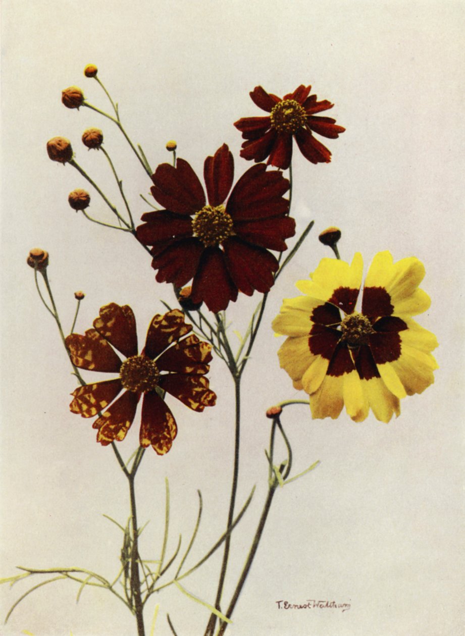 Tuinvariëteiten van Coreopsis Drummondii en C Tinctoria (kleurenfoto) door English Photographer