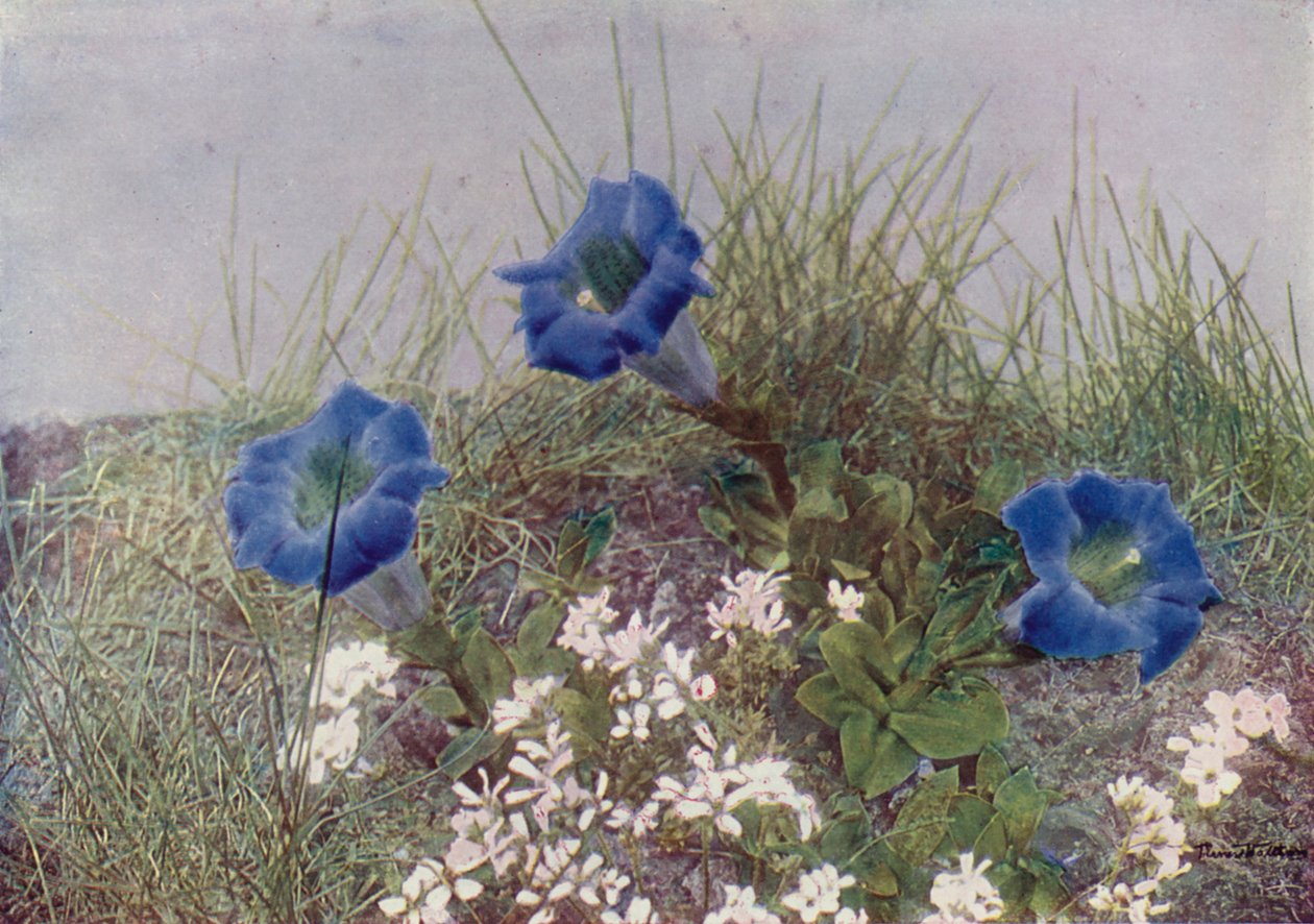 Gentiana Acaulis en Draba Dediana (kleurenfoto) door English Photographer
