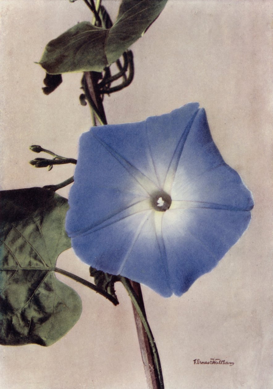 Ipomoea Rubro-Coerulea (kleurenfoto) door English Photographer