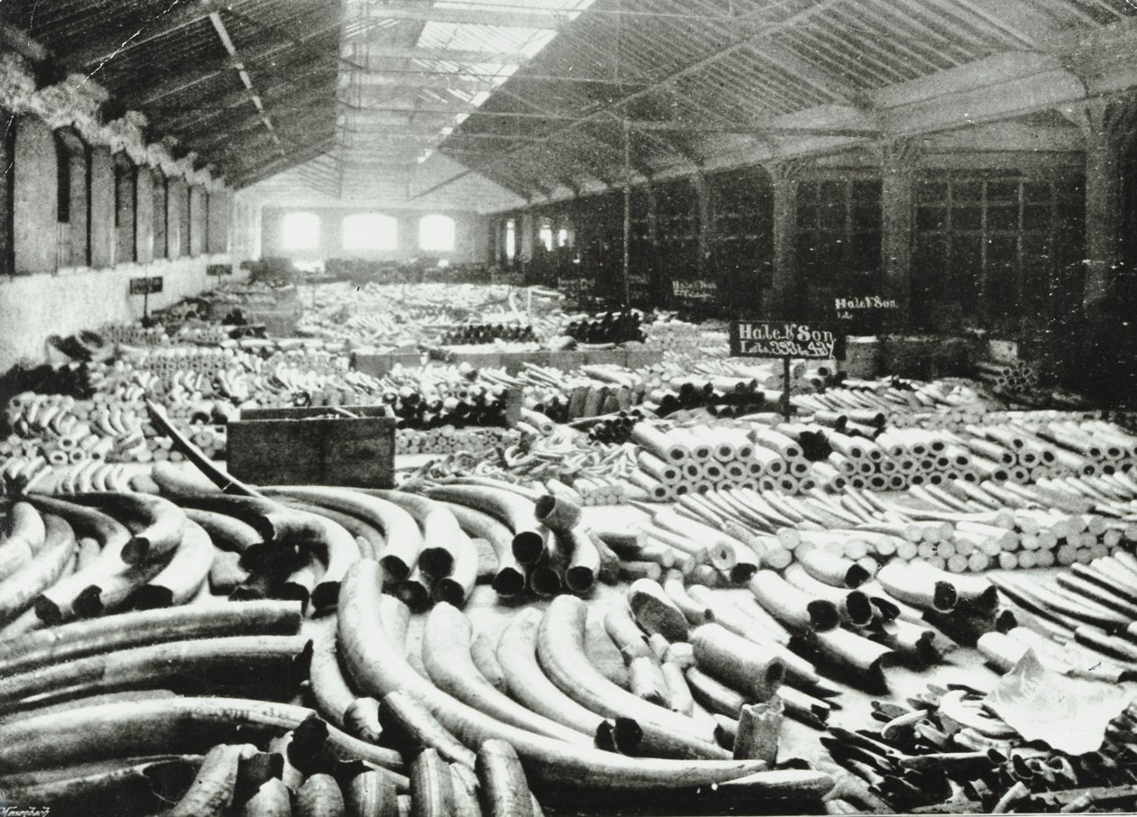 London Docks: ivoor magazijn, 1895 door English Photographer