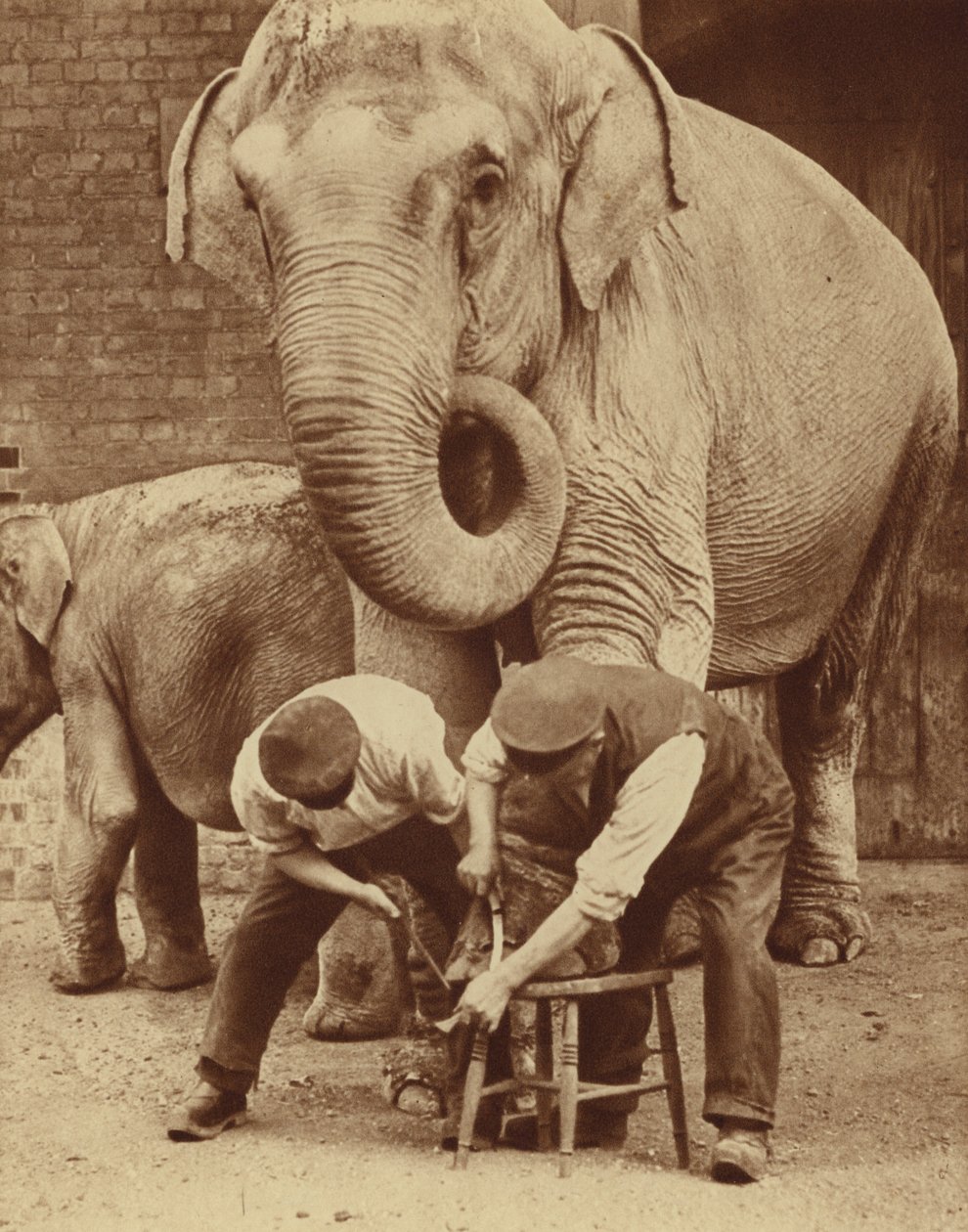 Manicure in de dierentuin (z/w foto) door English Photographer