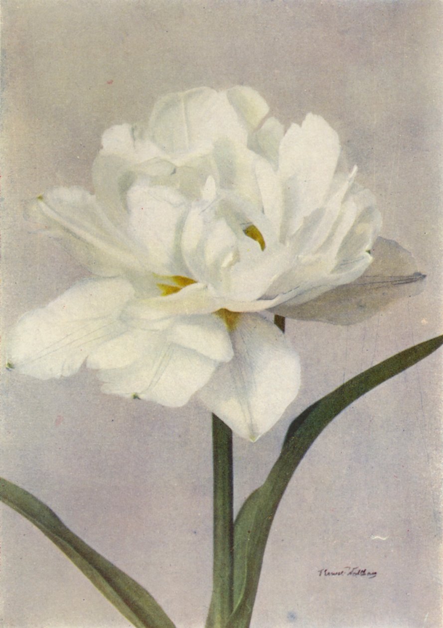 Schoonoord (kleurenfoto) door English Photographer
