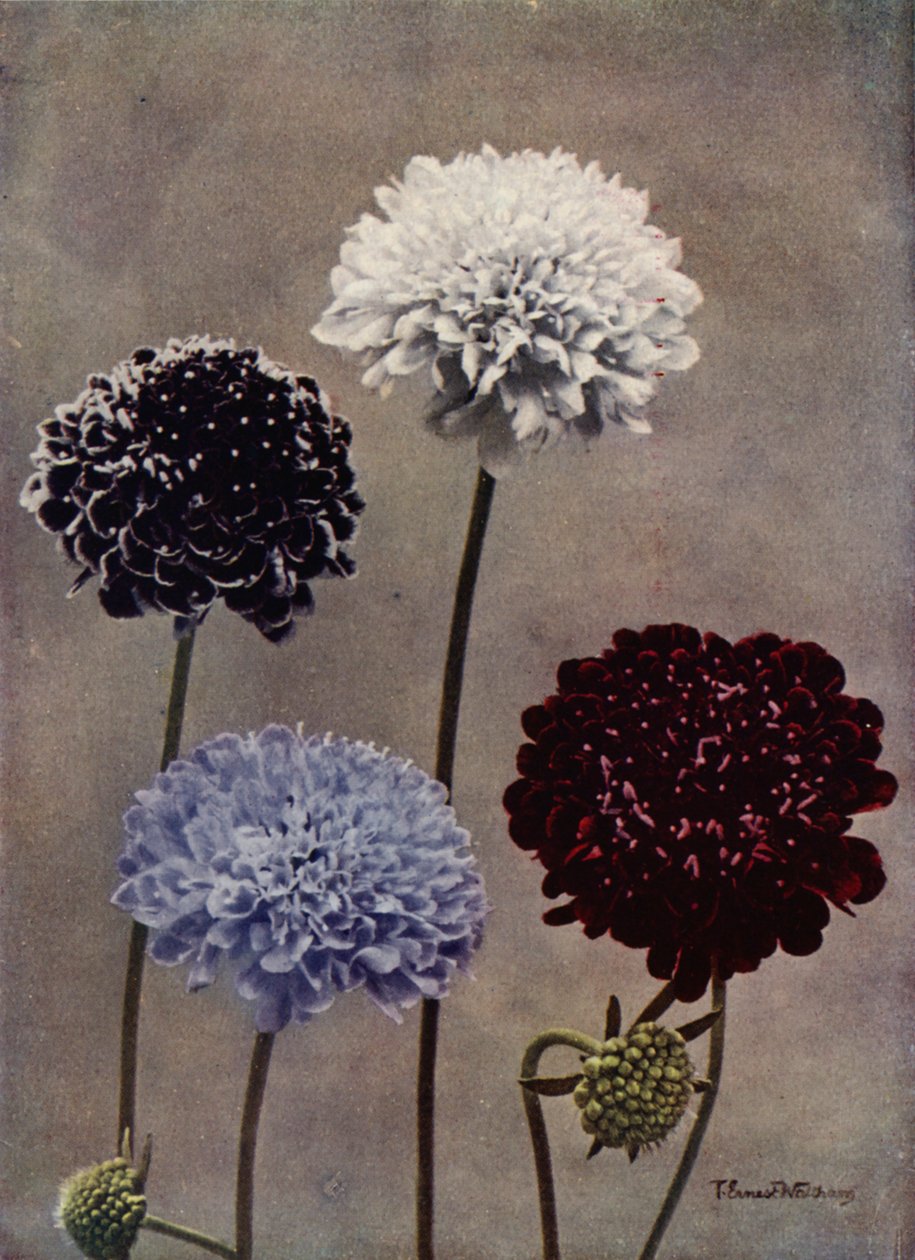 Zoete Scabiosa (kleurenfoto) door English Photographer