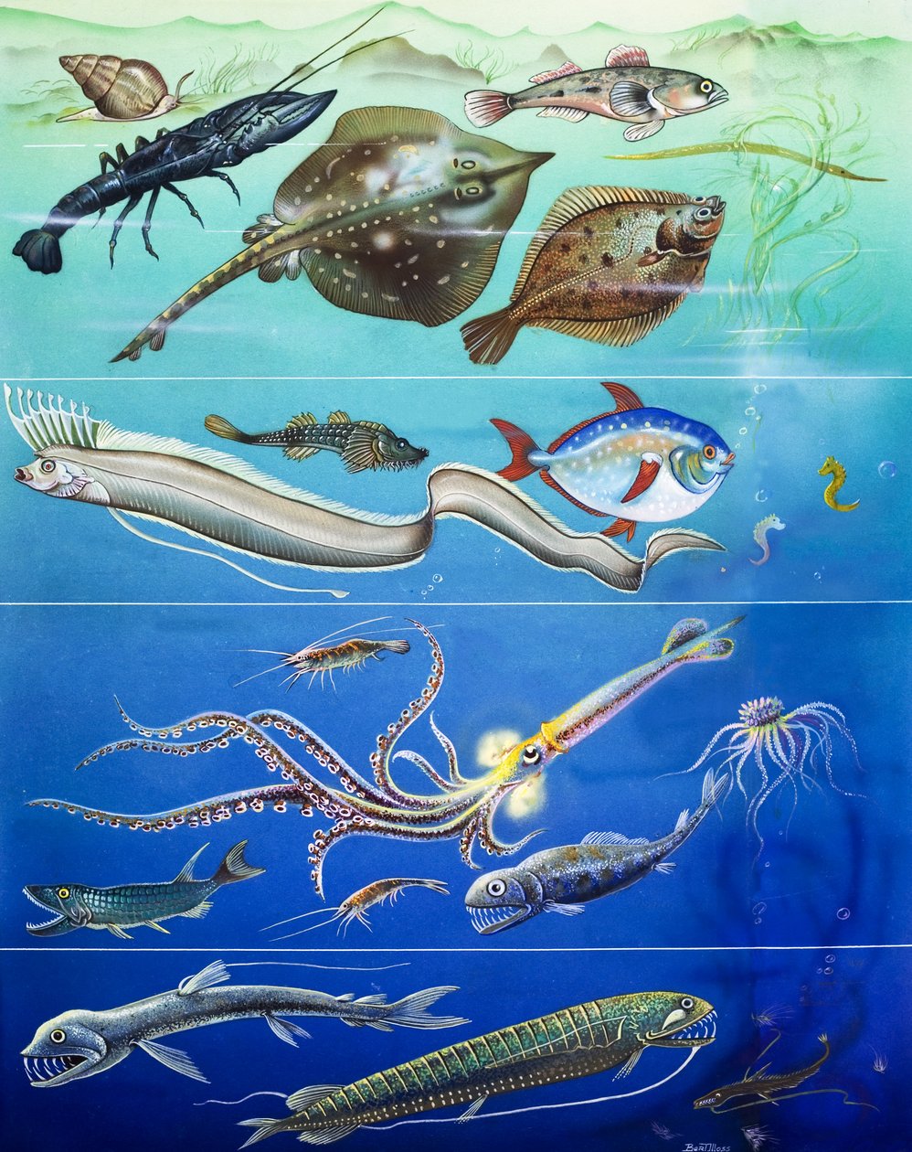 Montage van onderwaterwezens (gouache op papier) door English Photographer