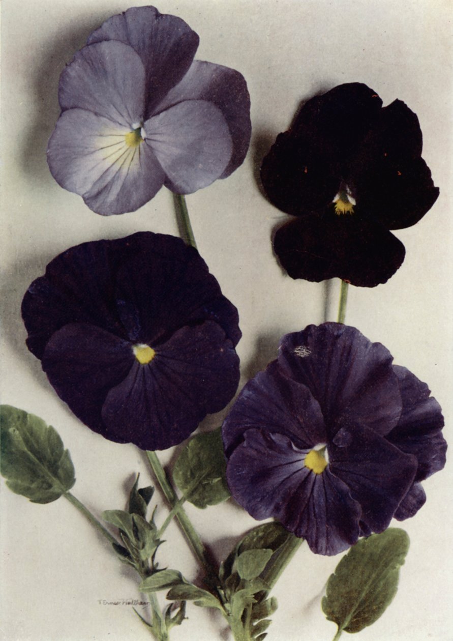 Viola