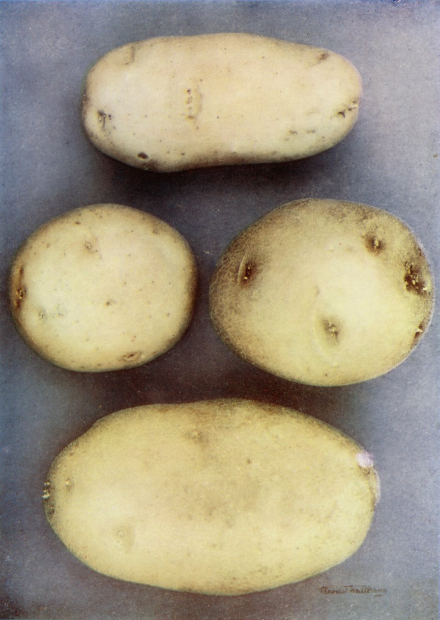 Witte aardappelen (kleurenfoto) door English Photographer
