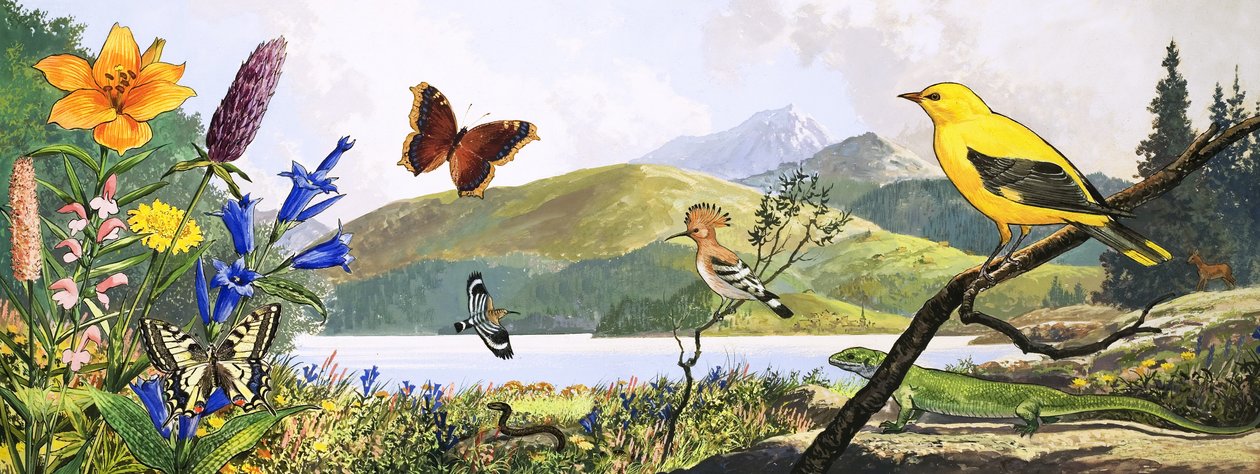 Wilde dieren in Midden-Europa, illustratie uit 