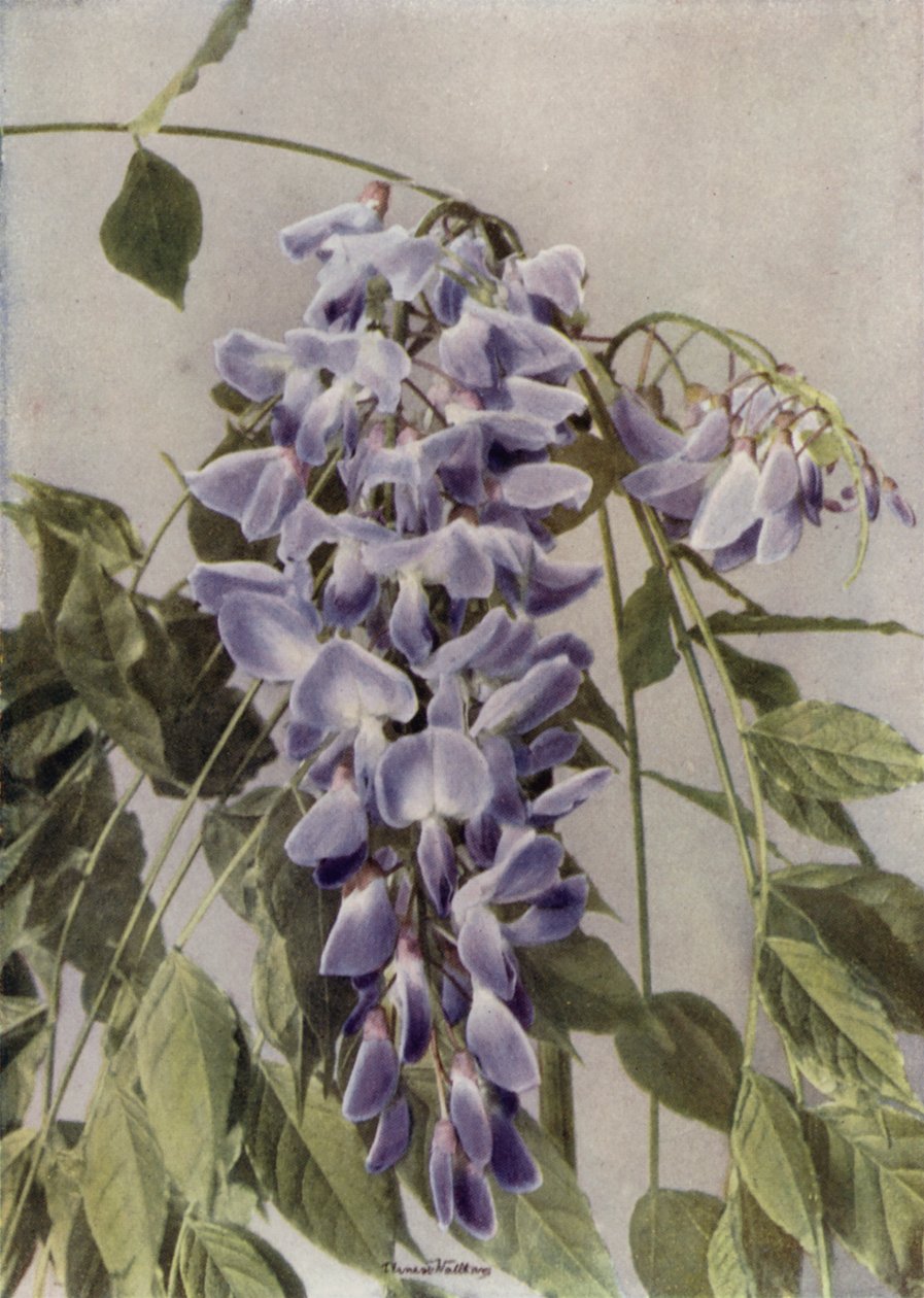 Wistaria Chinensis (kleurenfoto) door English Photographer