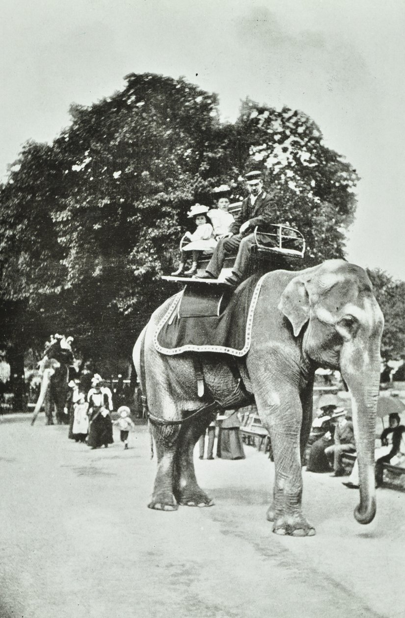 Dierentuin, Regents Park: olifantenritten, Londen, ca. 1895 door English Photographer
