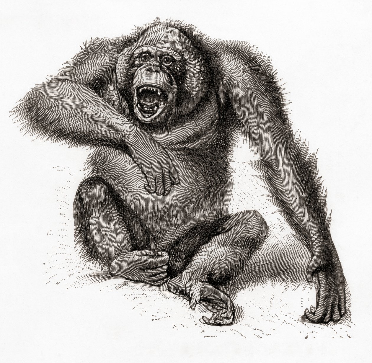 Een Borneose orang-oetan, Pongo pygmaeus, ook gespeld als orang-oetan, orangutang, of orang-utang. Uit Meyers Lexicon, gepubliceerd 1924 door English School