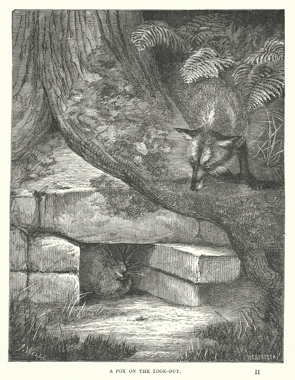 Een vos op de uitkijk (gravure) door English School