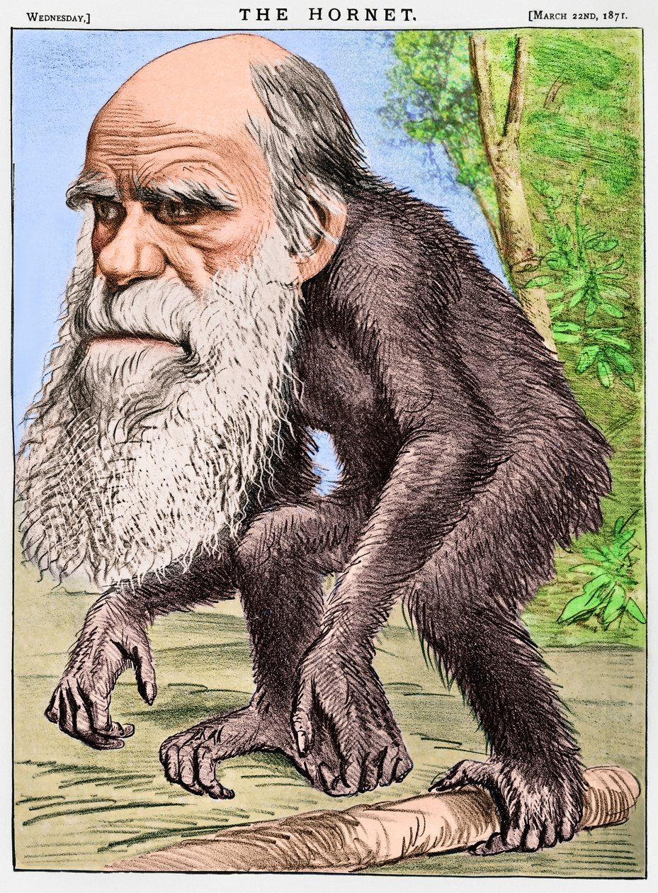 Een eerbiedwaardige orang-oetang, een karikatuur van Charles Darwin als een aap door English School