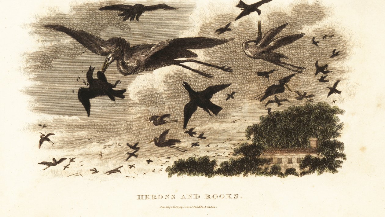Luchtslag tussen reigers en roeken om nestrechten nabij het huis van Daniel Wilson, Dallam Tower, Westmorland door English School