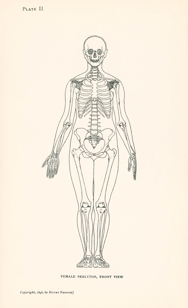 Anatomie: Vrouwelijk skelet, vooraanzicht (litho) door English School