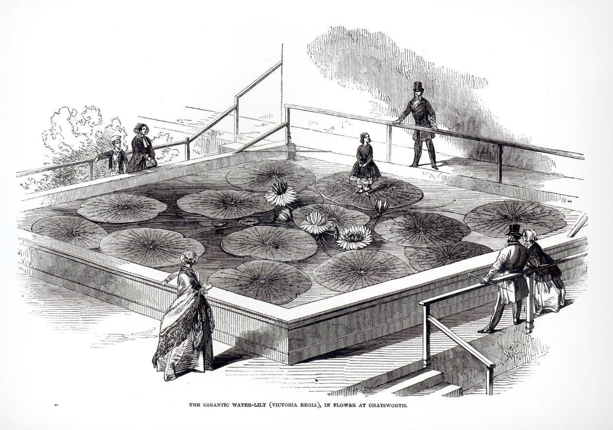 Annie Paxton op de Victoria regia waterlelie in de Grote Kas in Chatsworth, 1849 door English School