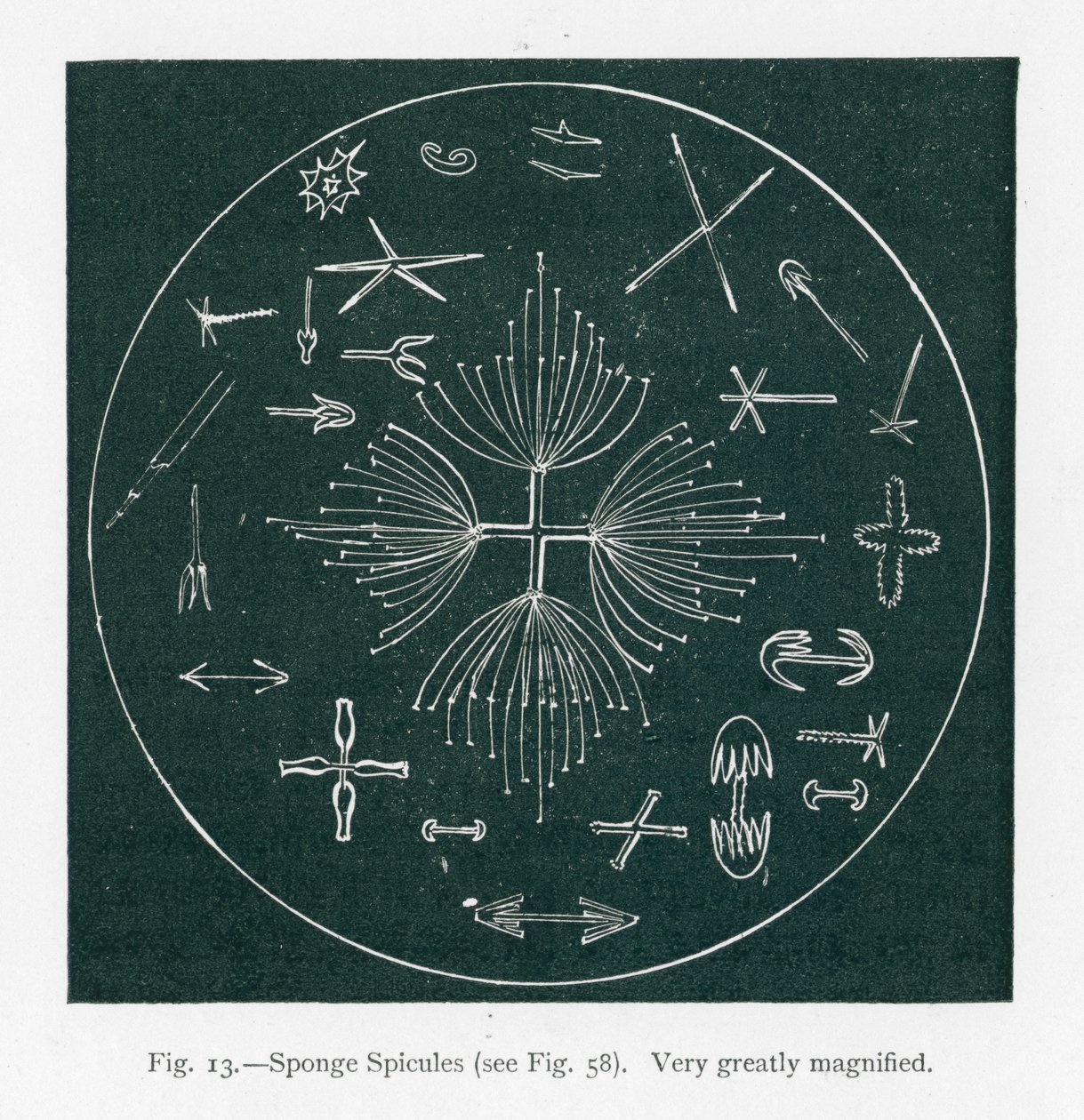 Schoonheden van de natuur: Spons Spicules (litho) door English School