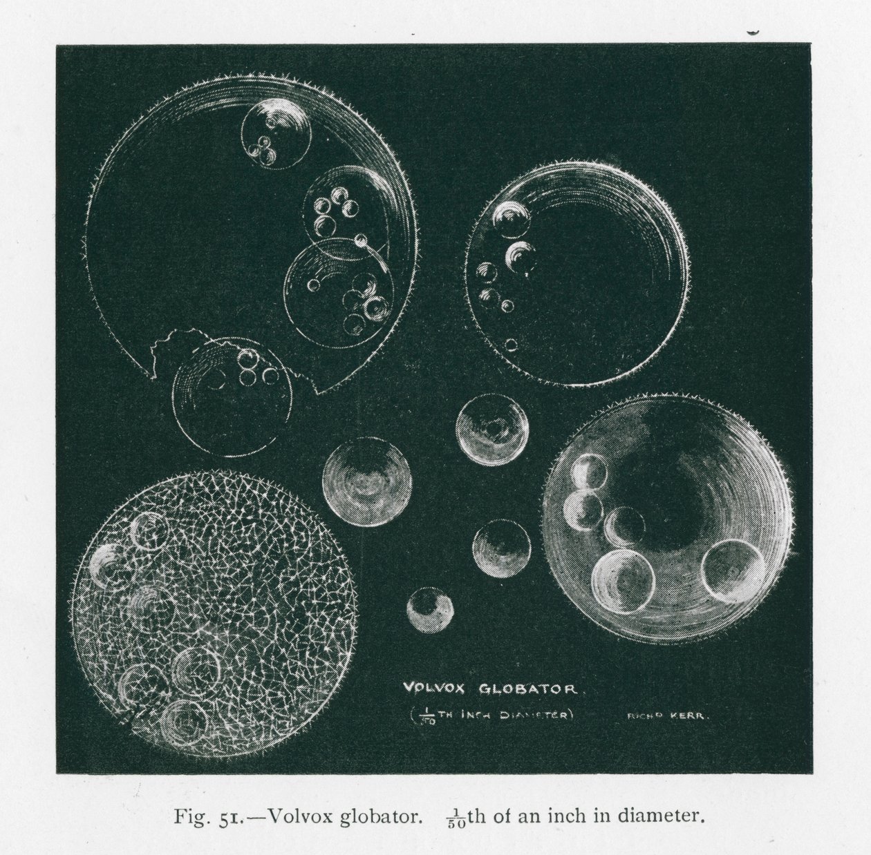 Schoonheden van de natuur: Volvox Globator (litho) door English School