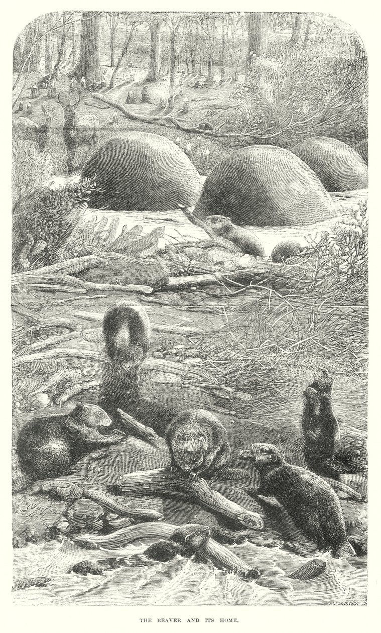 Bevers (gravure) door English School