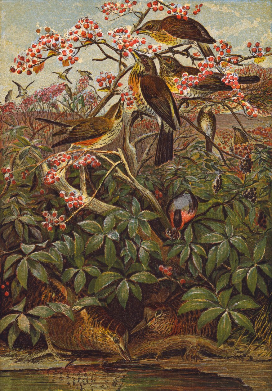 Vogels (kleurenlitho) door English School