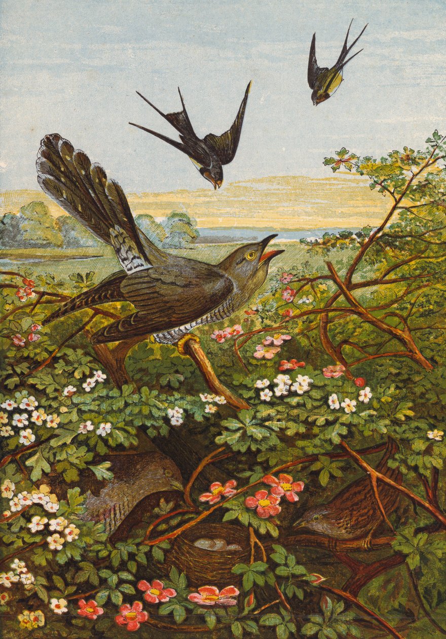 Vogels (kleurenlitho) door English School