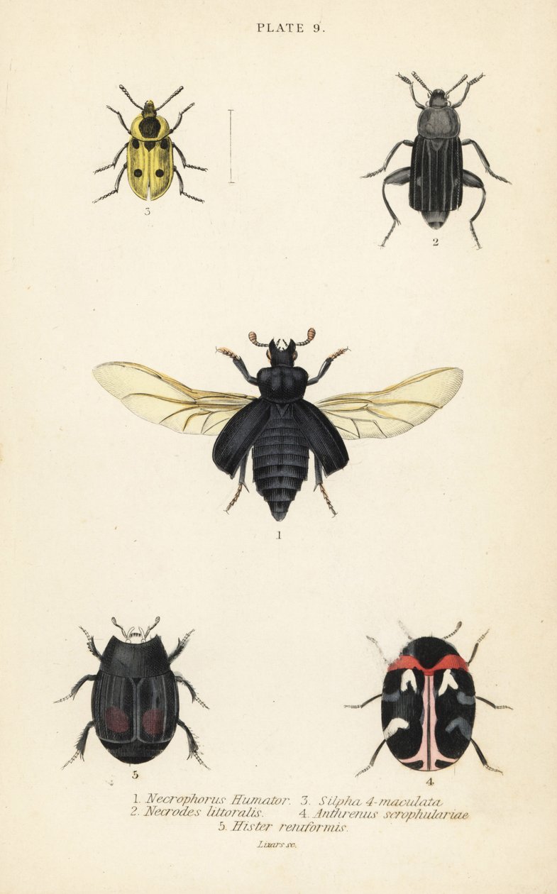 Begrafeniskever, Nicrophorus humator 1, aaskevers, Necrodes littoralis 2, Dendroxena quadrimaculata 3, tapijtkever, Anthrenus scrophulariae 4, en Hister quadrimaculatus var door English School