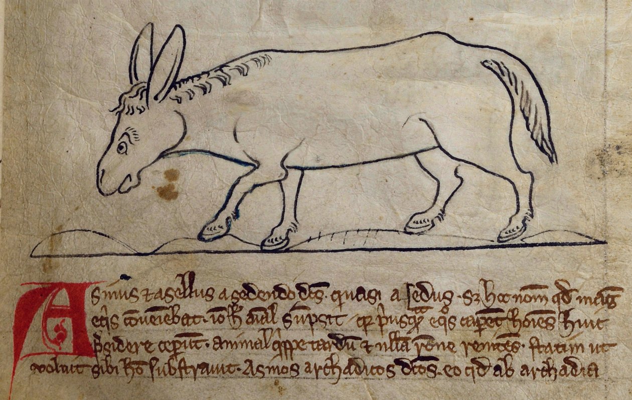 CCA-LitMs/D/10 fol. 10r Ezel, uit Bestiarium door English School