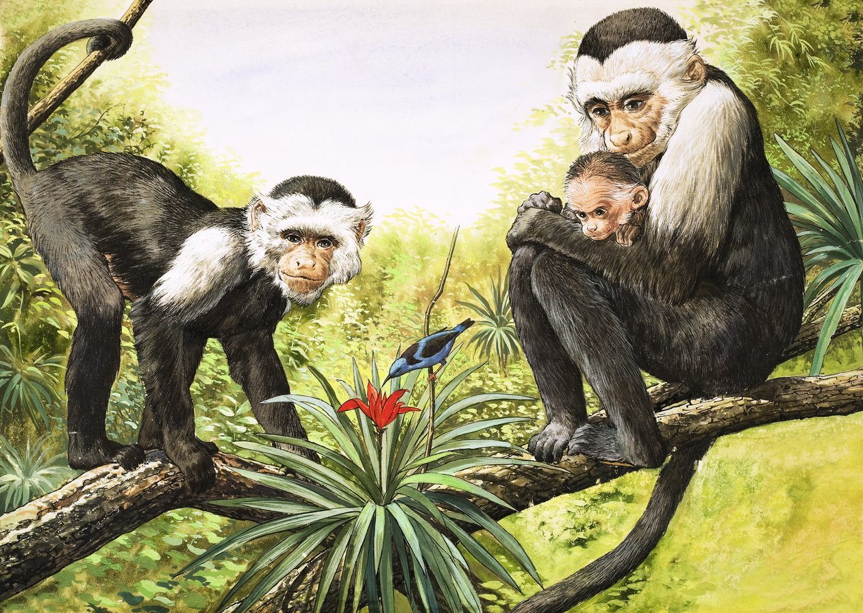 Kapucijnapen, illustratie uit 