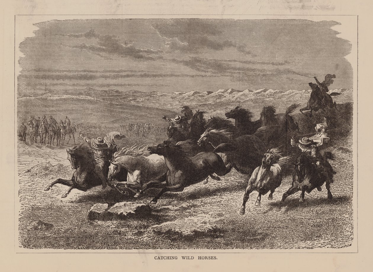 Wilde paarden vangen (gravure) door English School