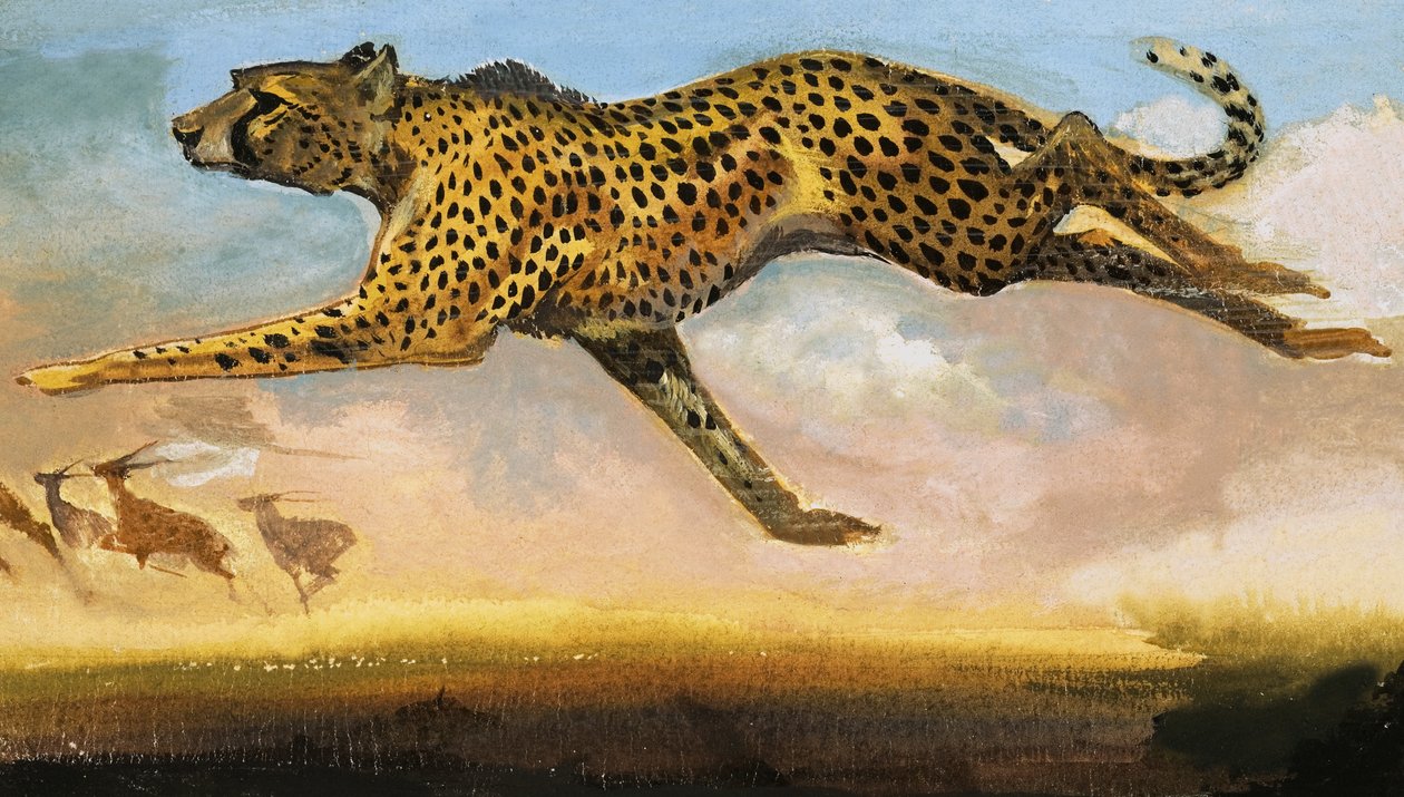 Cheetah door English School